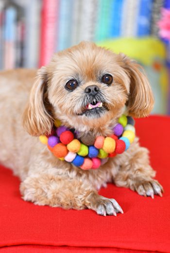 036池田ちっぺちゃん