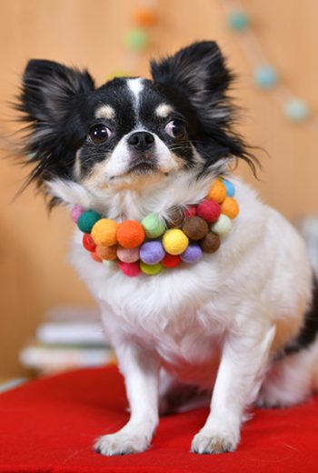 035あどちゃん