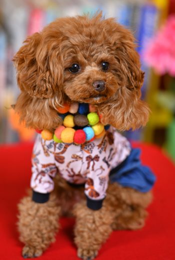 017べあちゃん