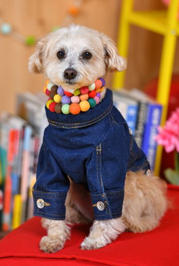 006ゴータローくん