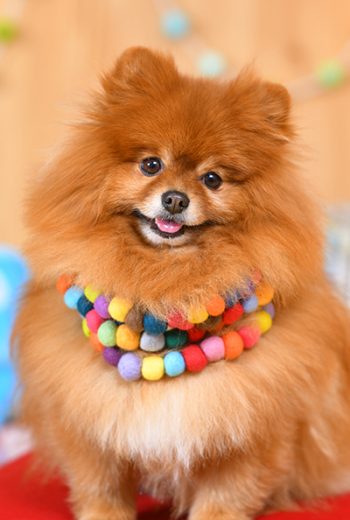 010ポン太くん