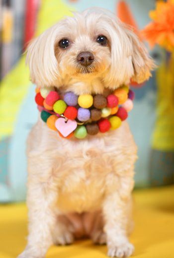 031でべこちゃん