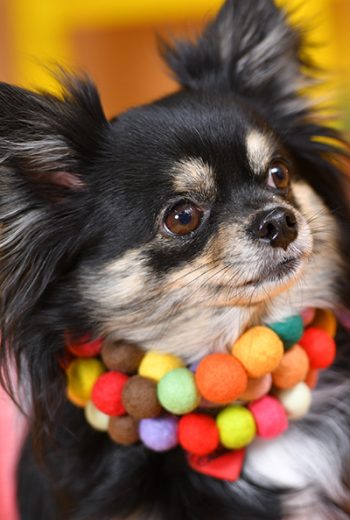 032ちわこちゃん