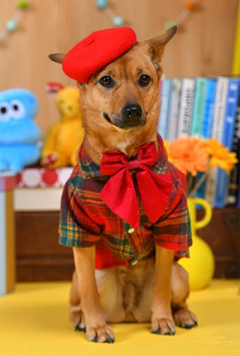 003さくらちゃん