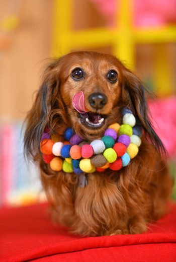 014ジョージくん